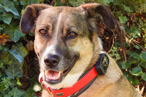 GPS_PET_dog.jpg